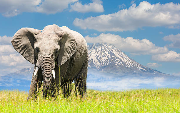 7 Days Rongai route group departure