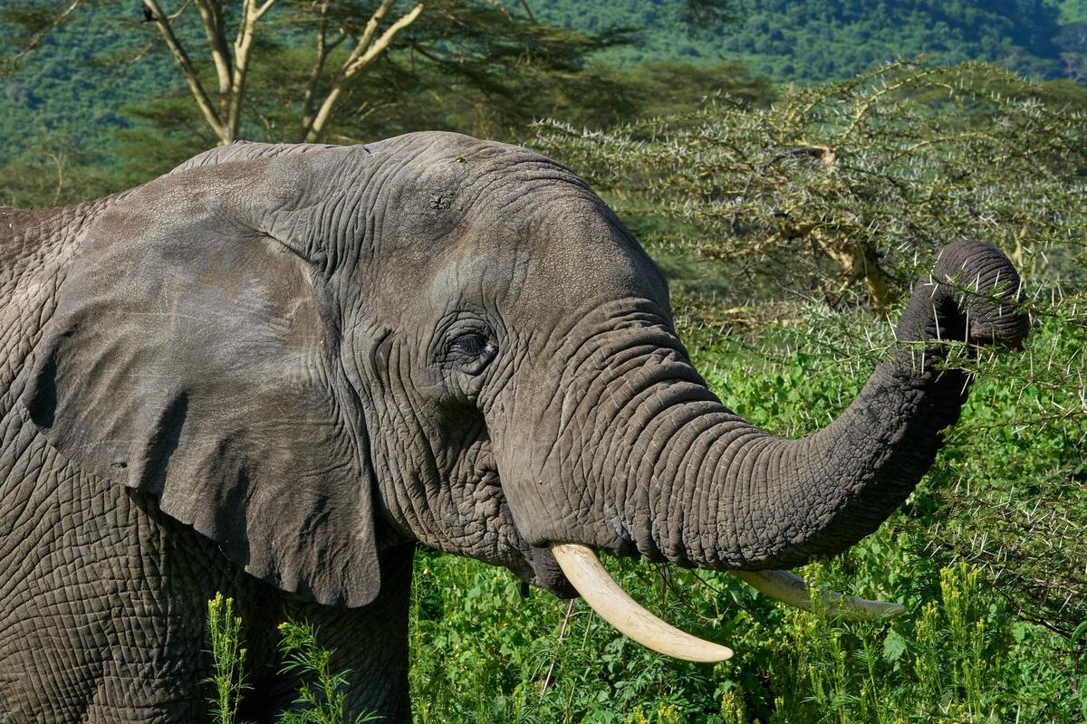 Elephant Acacia Landscape Moipo Adventures