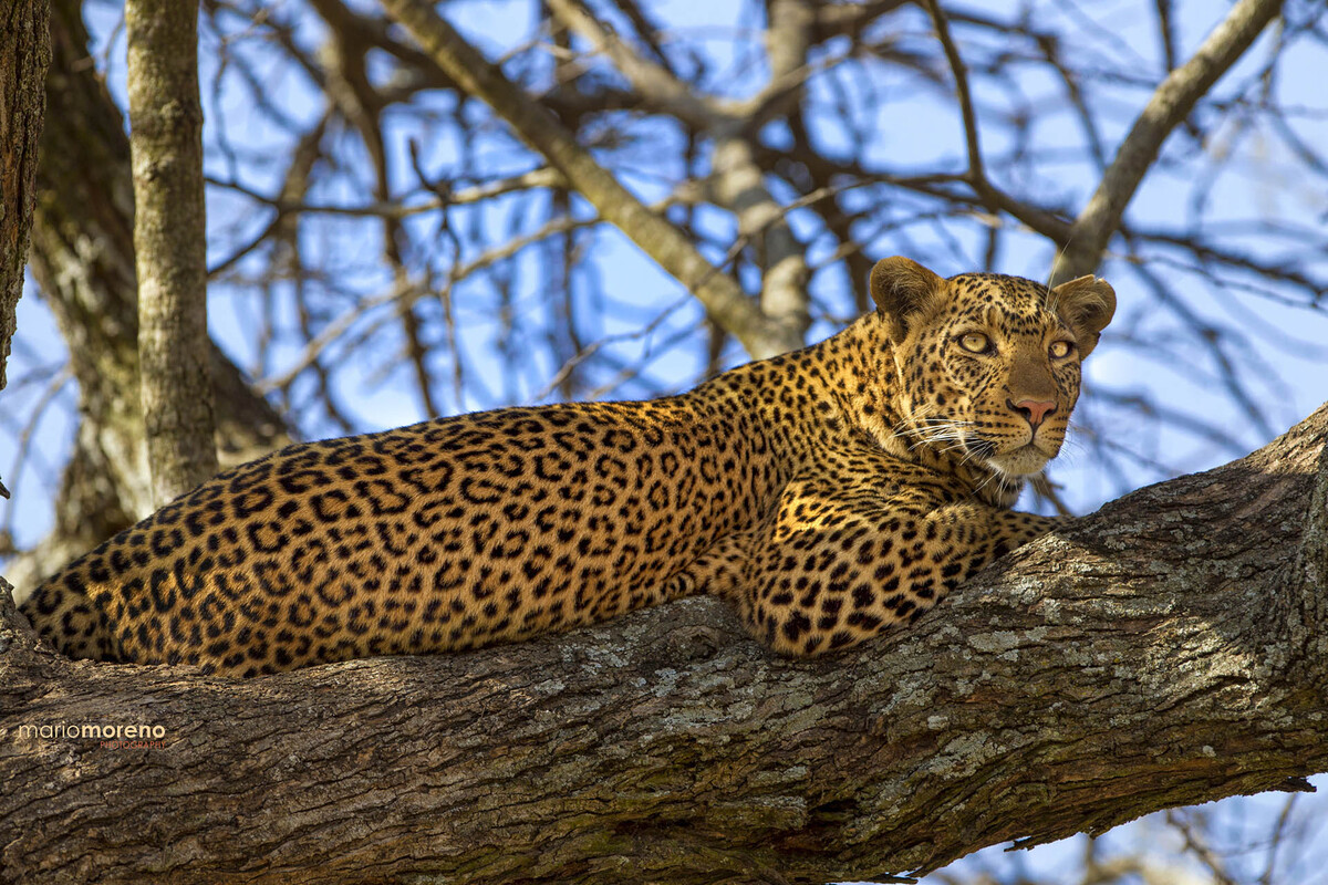 Tanzania Wildlife Leopard Moipo Adventures