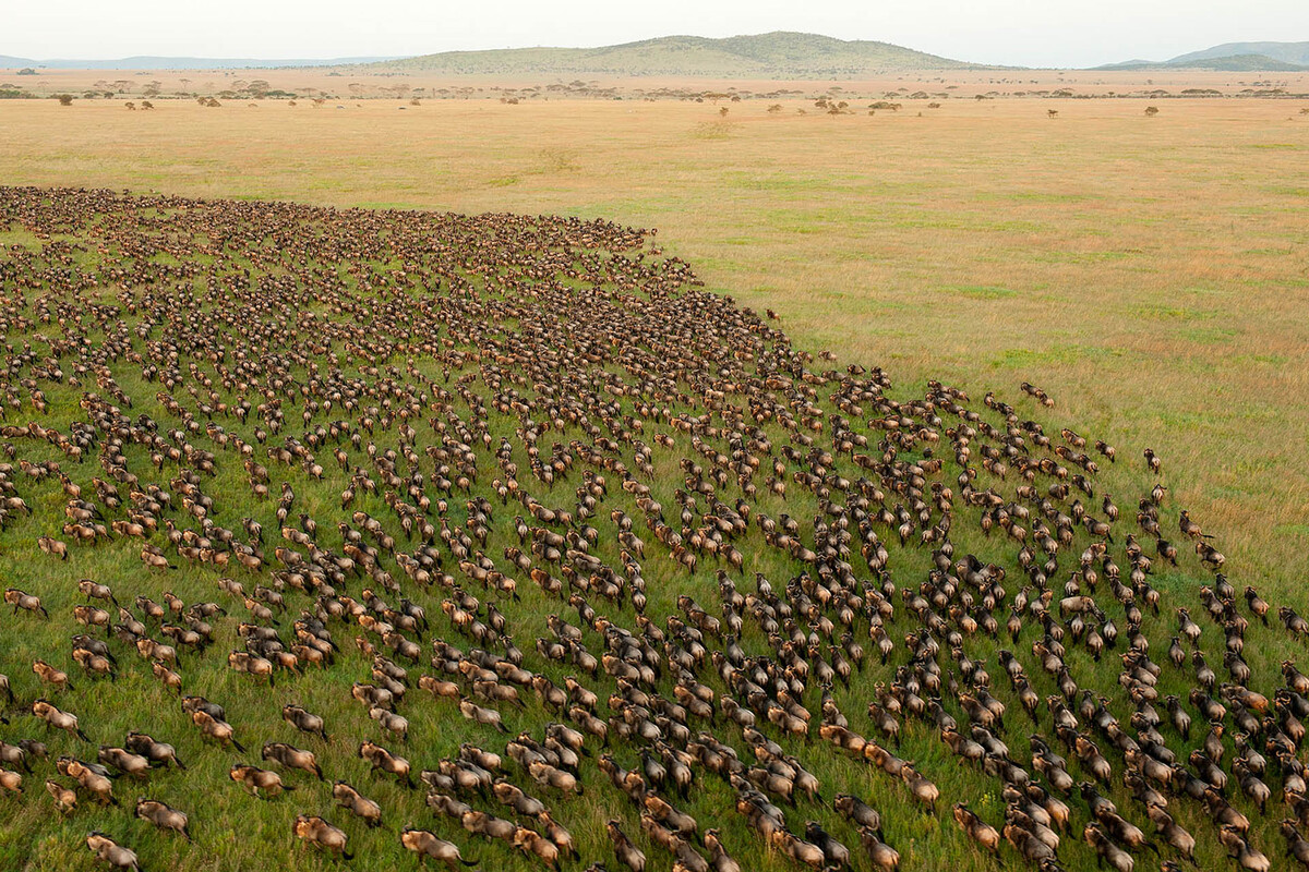 Tanzania Safari Wildlife Tour Moipo Adventures
