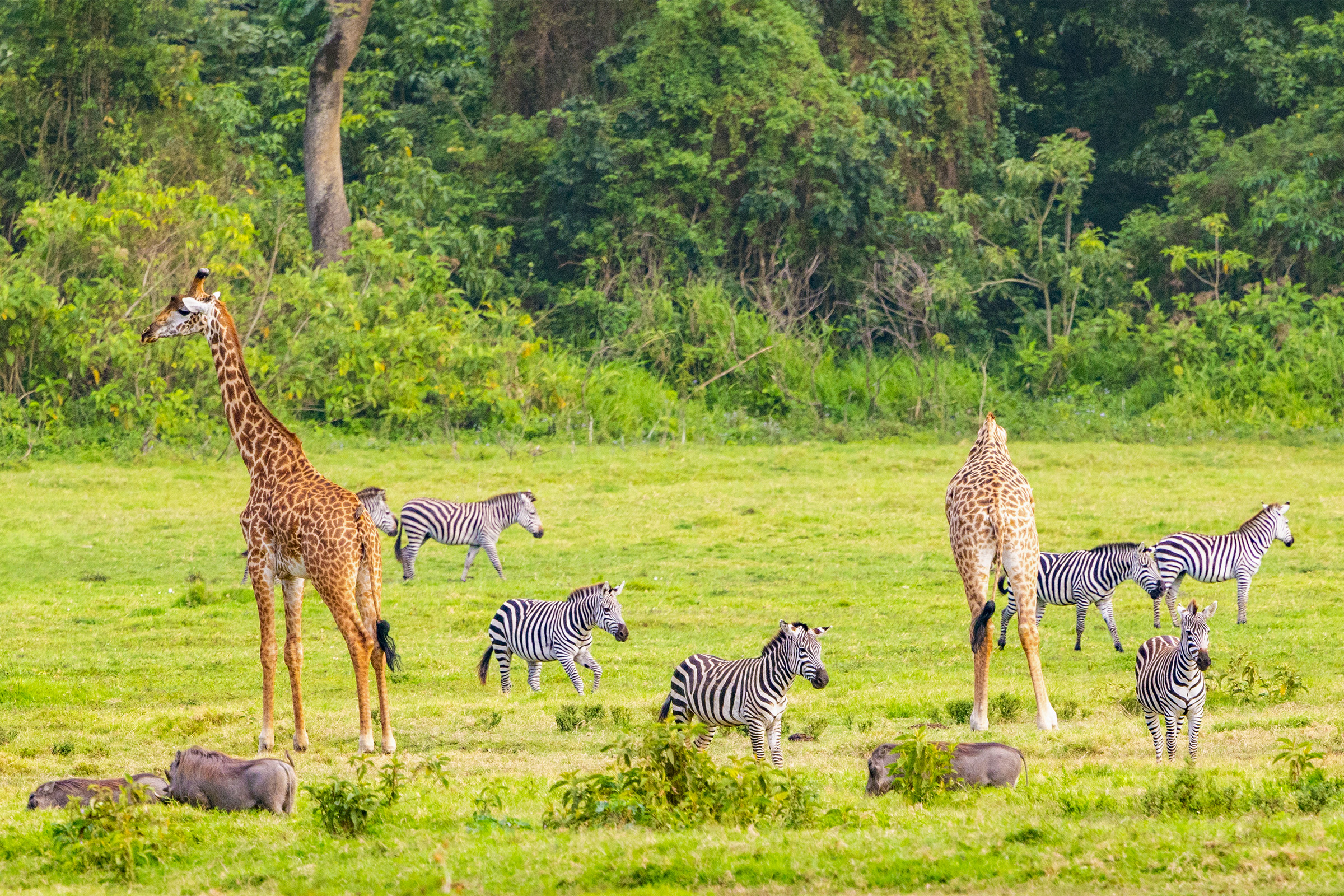 Day tour in Arusha National Park featuring giraffes and zebras in the picture.