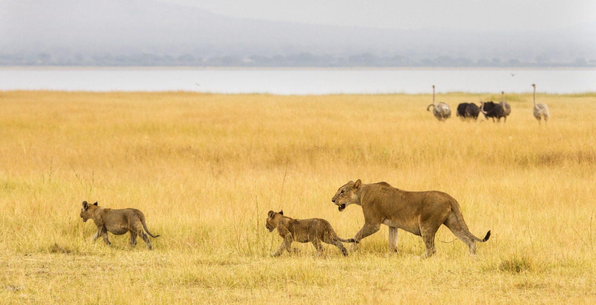 Round up the safari at Tarangire National Park with lionesses, cubs, and ostriches in the picture.