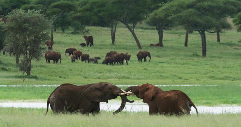 A large herd of African elephants gathering under the shade of a massive ancient Baobab tree in Tarangire National Park.