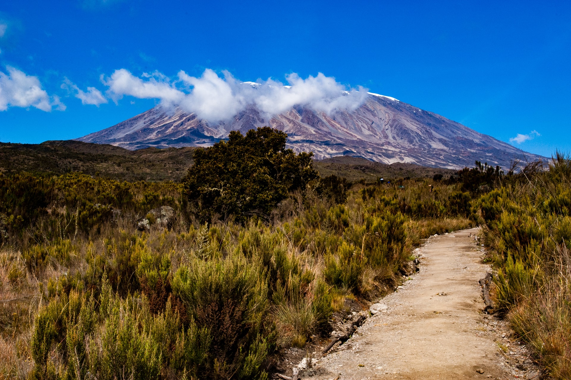 A line of porters in the distance and hikers trekking along the gently sloped trail of the Rongai Route, dotted with short vegetation.