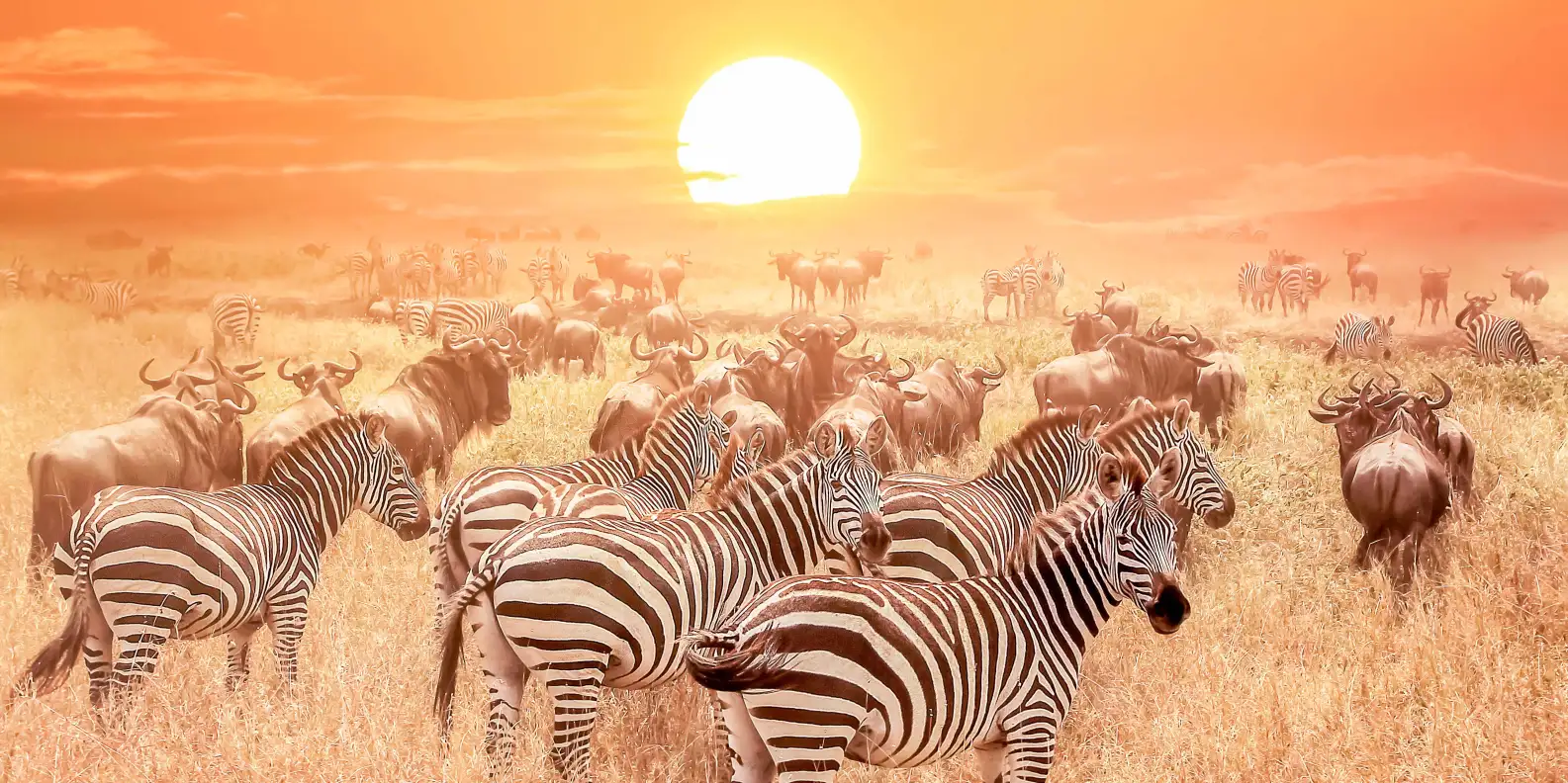 The sunset over Serengeti National Park showcases zebras and wildebeest in their natural habitat.
