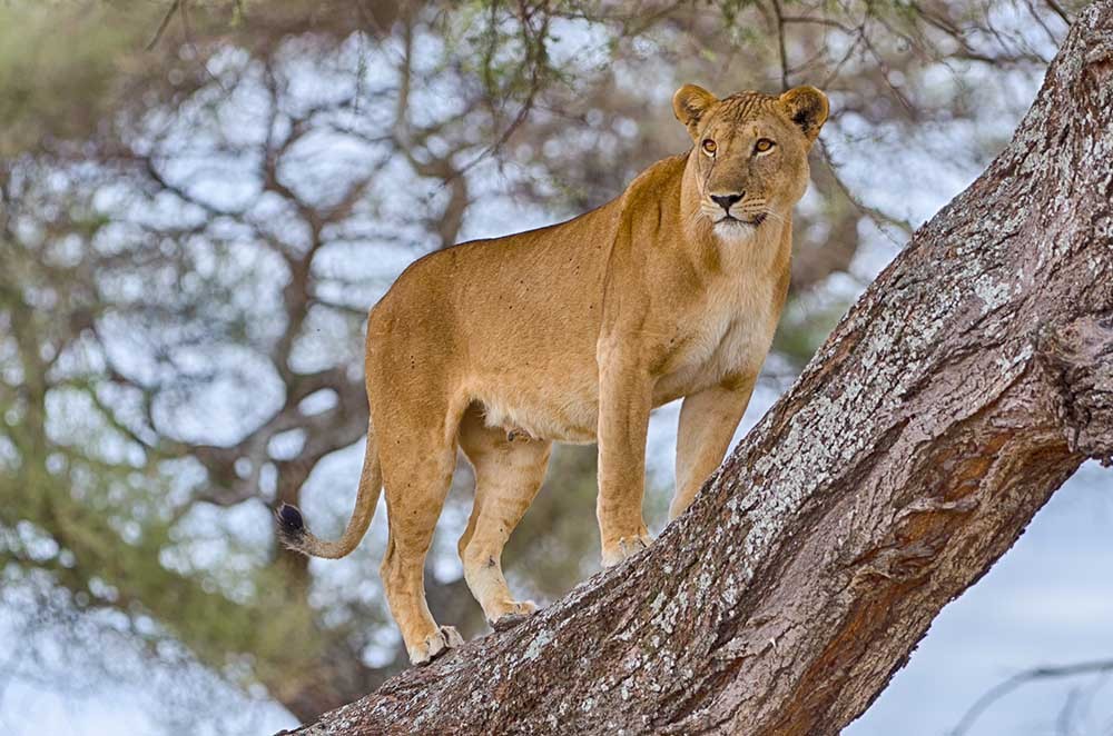 A lioness resting comfortably on a thick tree branch against a soft-focus savannah background.