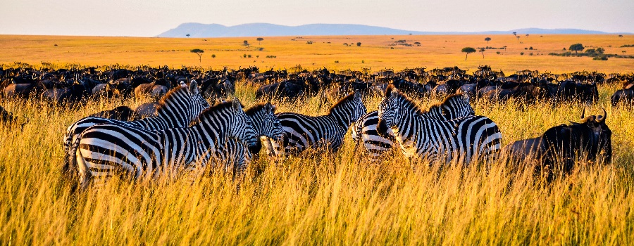 Serengeti remains the best national park due to its beauty and large number of wild animals, including zebras, wildebeests, and members of the cat and dog families.