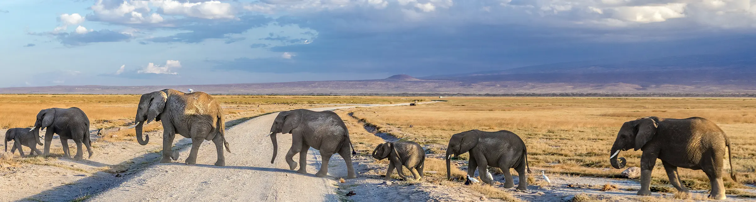 A group of elephants crosses the road in Tarangire National Park, Tanzania.