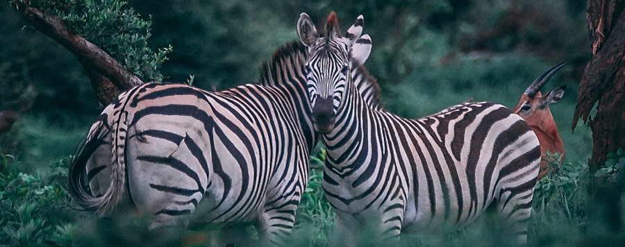 Zebras and Thomson's gazelles graze in the beautiful green pastures of Arusha National Park.