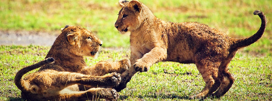 Lion cubs are playful and thrive in their natural environment, enjoying their time independently.