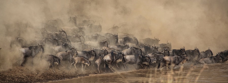 The wildebeest migration in Serengeti National Park involves crossing the river.