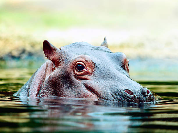 A large hippopotamus submerged up to its eyes in a muddy hippo pool, surrounded by calm water in the Serengeti.