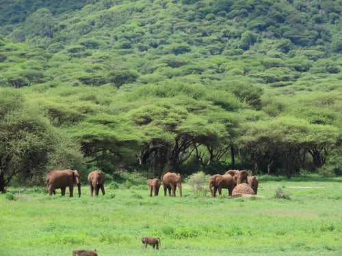 A family herd of African elephants walking together through the dense bush.
