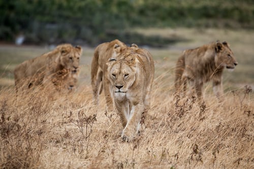A pride of lionesses walking in single file through the tall, sun-bleached dry grass of the Ngorongoro Crater floor.
