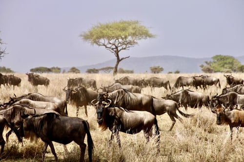A large herd of wildebeests migrating across the vast open grasslands.