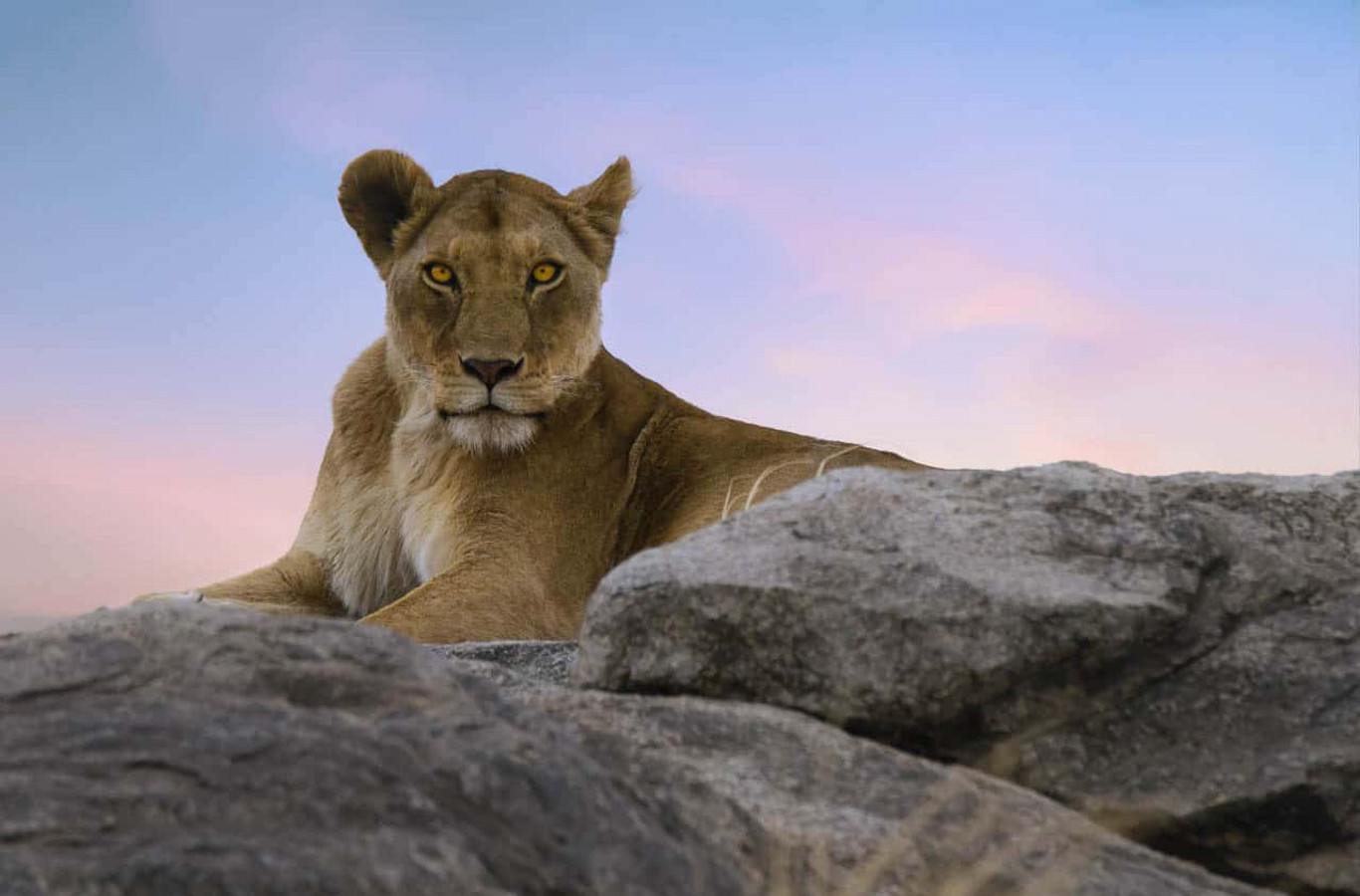 A majestic lioness resting in the golden savanna, with the sun casting long shadows around her. Instagram post
