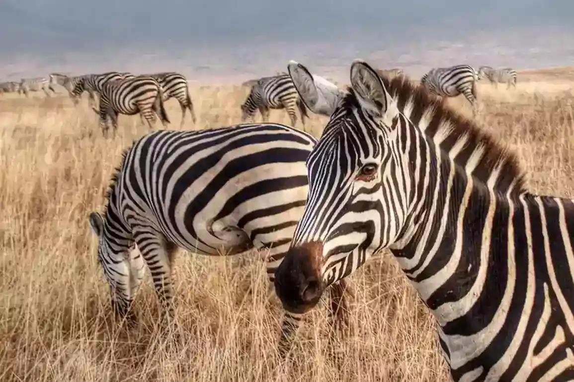 A group of zebras grazing in the African savanna, with the sun casting long shadows around them. Instagram post