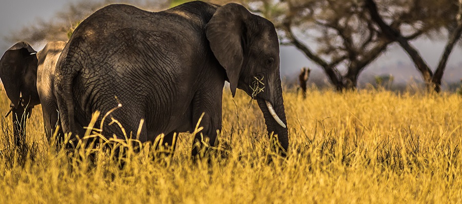 The African elephant is one of the best members of the Big Five.